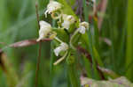 Small green wood orchid